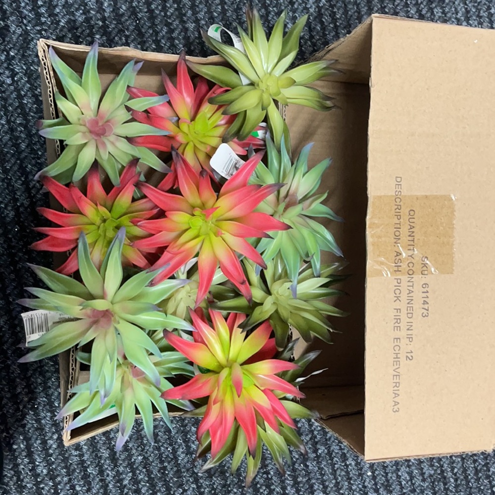 Ash pick fire echeveria 12pc